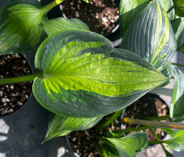 Hosta 'Justine'