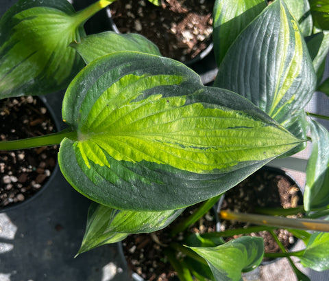 Hosta 'Justine'