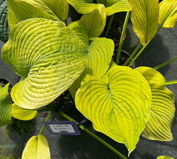 Hosta 'Lady In Waiting'