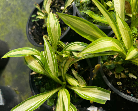 Hosta 'X-Rated'