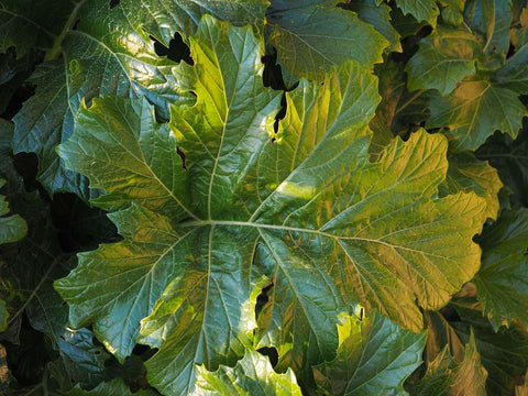 Acanthus 'Summer Beauty' (aka Bear's Breeches)