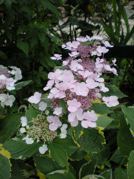 Hydrangea macrophylla 'Lemon Wave'