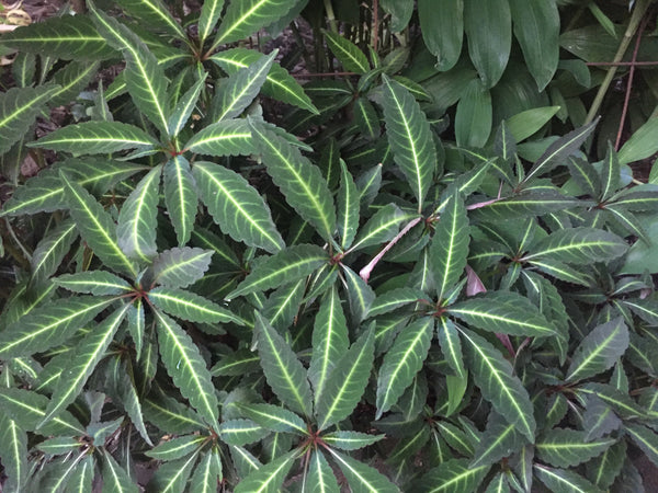 Impatiens omeiana