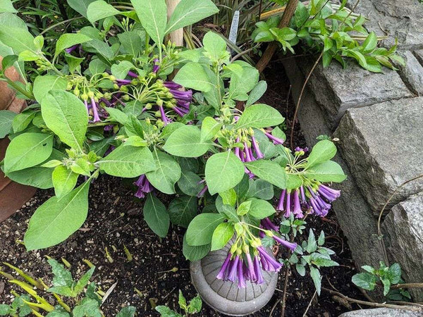 Iochroma cyanea