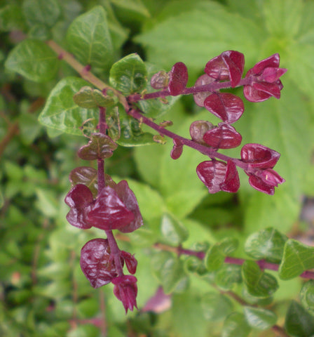 Lonicera nitida 'Red Tips'