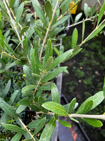 Olea europaea 'Balkan'