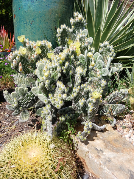 Opuntia microdasys 'Albata' (aka O. microdasys var. albispina)