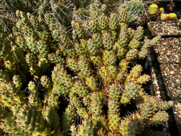 Opuntia fragilis 'Little Gray Mound'