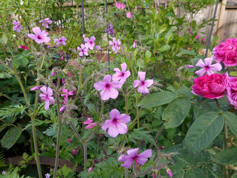 Geranium palmatum