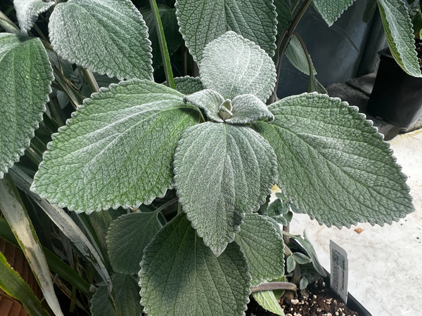 Plectranthus argentatus 'Silver Shield'
