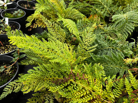 Polystichum setiferum 'Pulcherrimum Bevis'
