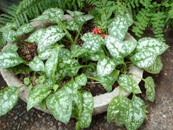 Pulmonaria 'Pretty in Pink' aka Pretty in Pink Lungwort
