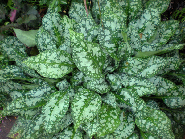 Pulmonaria 'Blue Ensign'