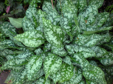 Pulmonaria 'Blue Ensign'