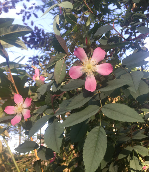 Rosa glauca (aka R. rubrifolia)