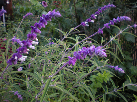 Salvia leucantha 'Santa Barbara'