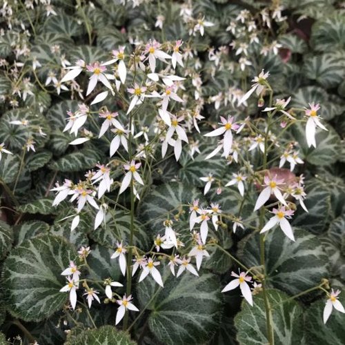 Saxifraga stolonifera 'Hsitou Silver'