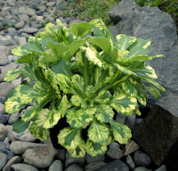 Saxifraga x urbium