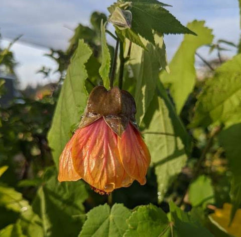 Abutilon 'Dennis' (Dennis Flowering Maple)