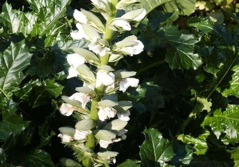 Acanthus mollis 'Jeff Albus' (aka Acanthus mollis 'Rue Ledan', Bear's Breeches)