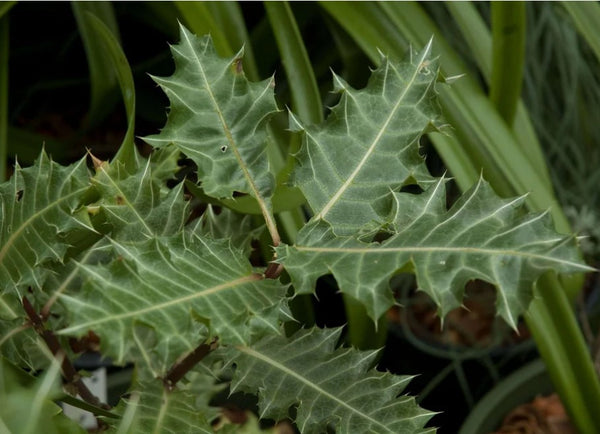 Acanthus sennii (aka Ethiopian Acanthus)