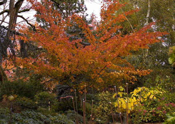 Acer capillipes (aka Red Snakebark Maple)