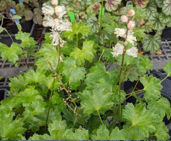 Actaea japonica 'Chejudo'