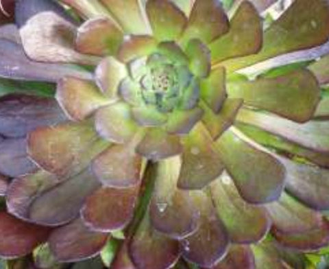 Aeonium 'Zwartkop'