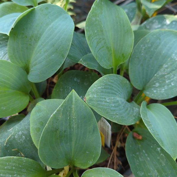 Hosta 'Secret Garden Blue'