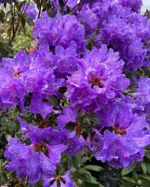 Rhododendron augustinii 'Berg's Hardy'