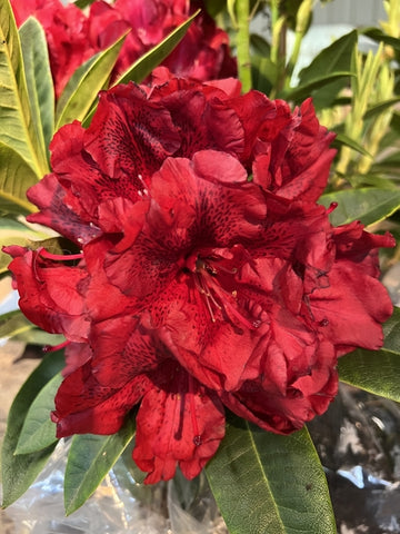 Rhododendron 'True Blood'