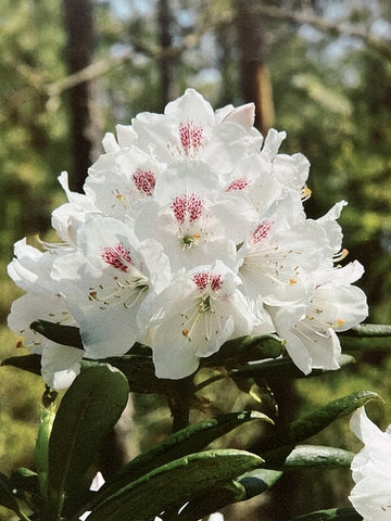 Rhododendron 'Mrs. Daniels'