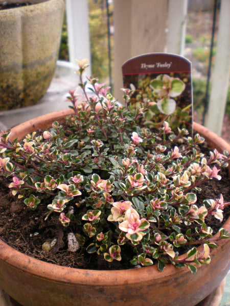 Thymus pulegioides 'Foxley'
