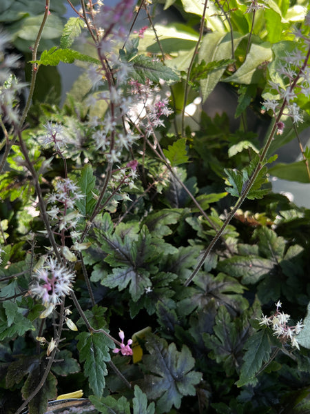 Tiarella cordifolia 'Sugar and Spice'
