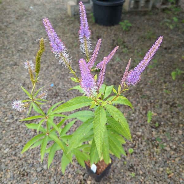 Veronicastrum virginicum 'Cupid'