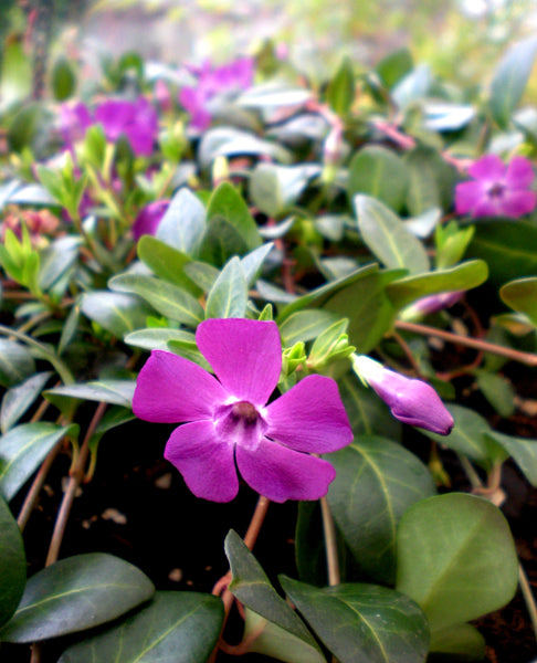 Vinca minor 'Atropurpurea' - Wine Periwinkle