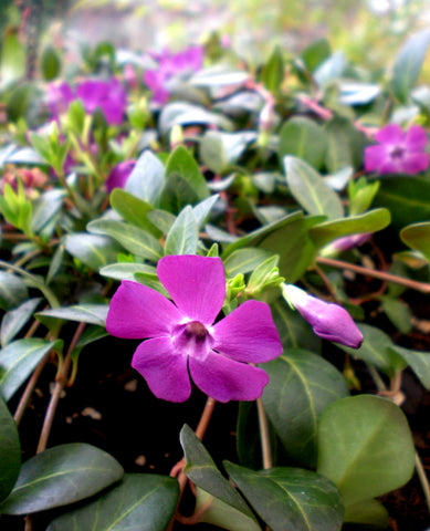 Vinca minor 'Atropurpurea' - Wine Periwinkle