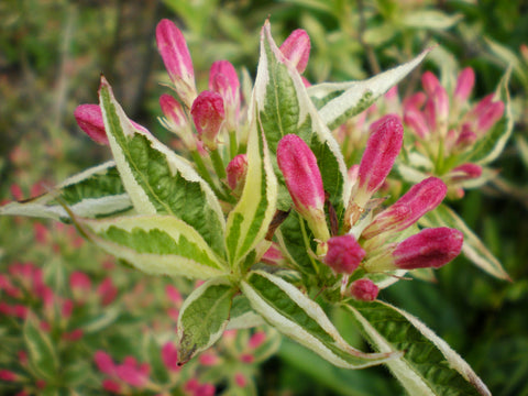 Weigela florida 'Variegata'