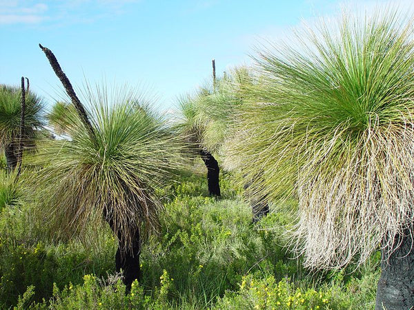 Xanthorrhoea australis