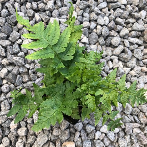 Dryopteris coreano-montana