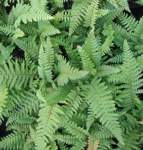 Polystichum setiferum 'Divisilobum Wollaston' aka Wollaston’s Soft Shield Fern