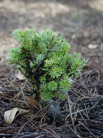 Abies procera 'Silberzwerg' (aka Noble Fir)