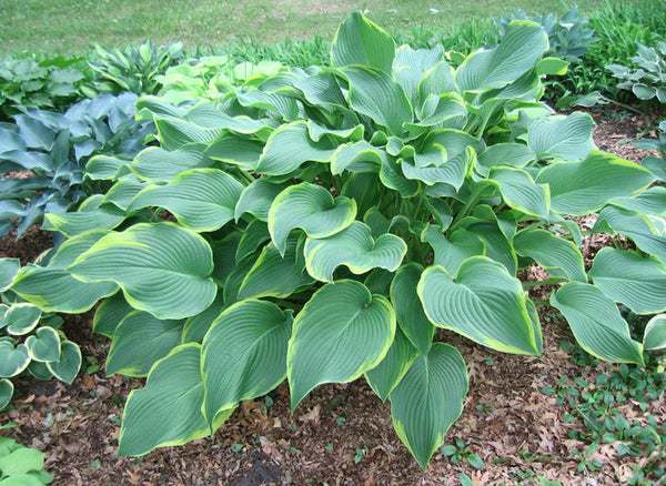 Hosta 'Abba Dabba Do'