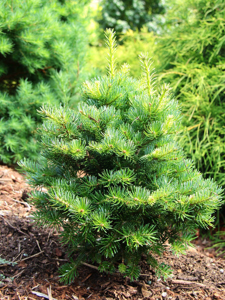 Abies balsamea 'Wolcott Pond'