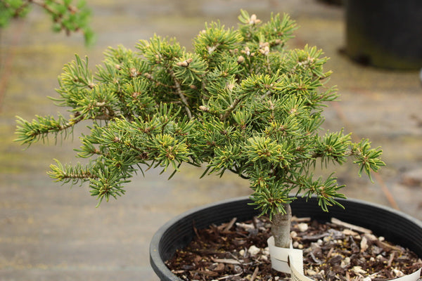 Abies concolor 'Scooter'