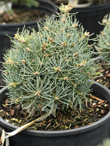 Abies concolor 'Tubby'
