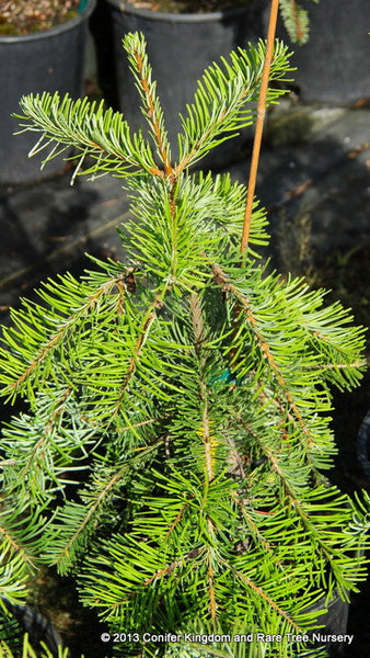 Abies grandis 'Cascade Falls'