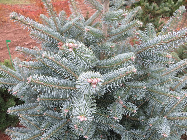 Abies koreocarpa (x) 'Inga' ('Hurricane Blue')