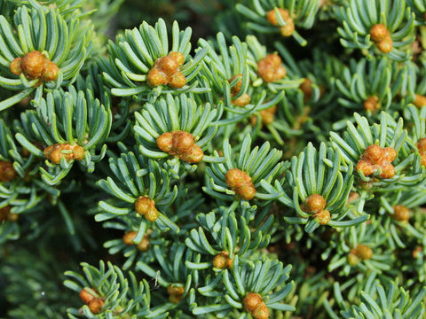 Abies lasiocarpa 'Utah'