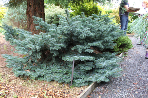 Abies procera 'Bizarro'